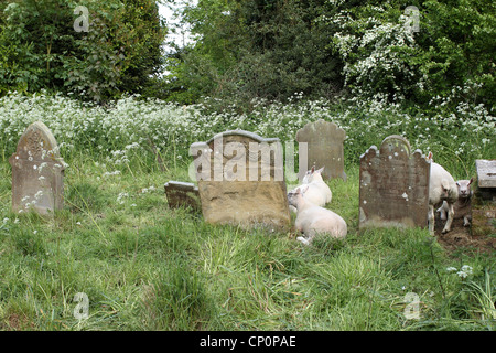 Sheep grazing around the 'grave stones' at 'St Mary`s Church' Baconsthorpe, North Norfolk, avoiding the need for grass cutting. Stock Photo